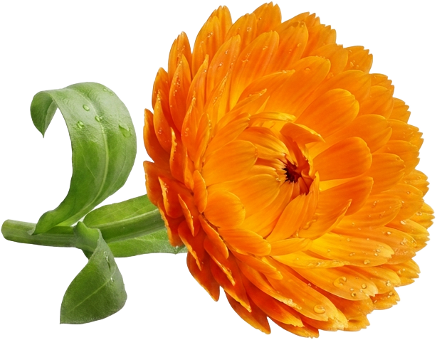Calendula (Calendula Officinalis)