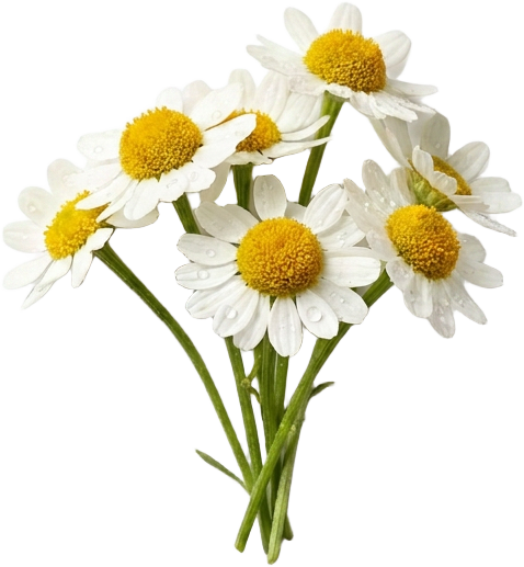 Chamomile (Chamomilla Recutita)