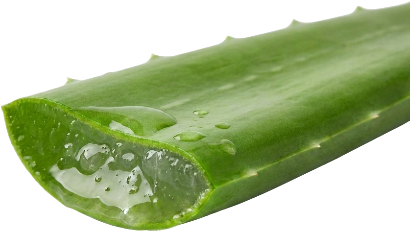 Aloe Vera (Aloe Barbadensis)