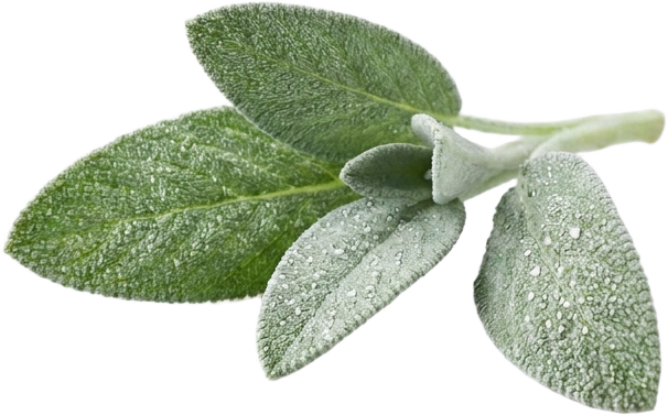 Sage (Salvia Officinalis)
